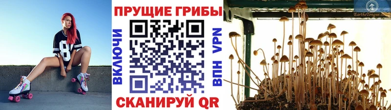 Галлюциногенные грибы MAGIC MUSHROOMS  Ленск 